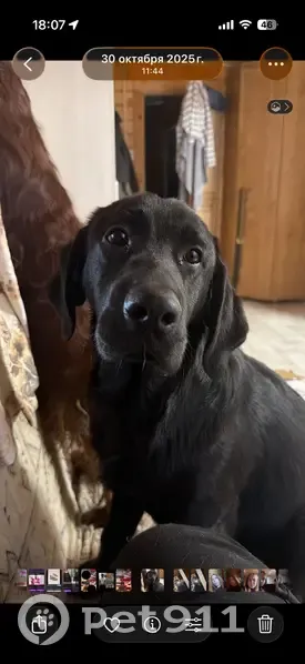 Пропала собака, Павловский Посад - photo