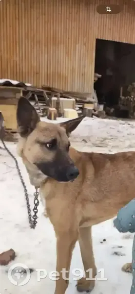 Пропала собака, Сольцы - photo