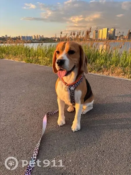 Пропала бигль, девочка, Терскол - photo