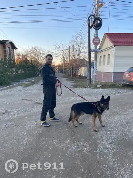 Пропала собака, Волгоград - photo