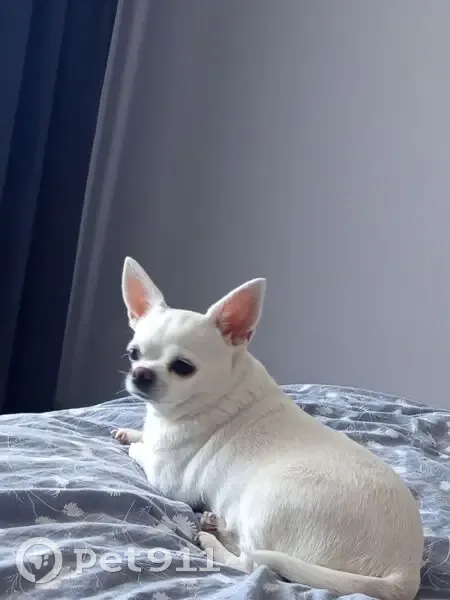 Пропала собака, Липецк - photo