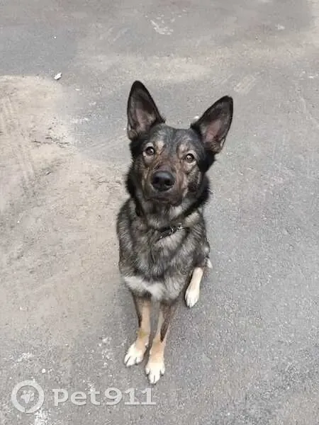 Пропала собака, Санкт-Петербург - photo