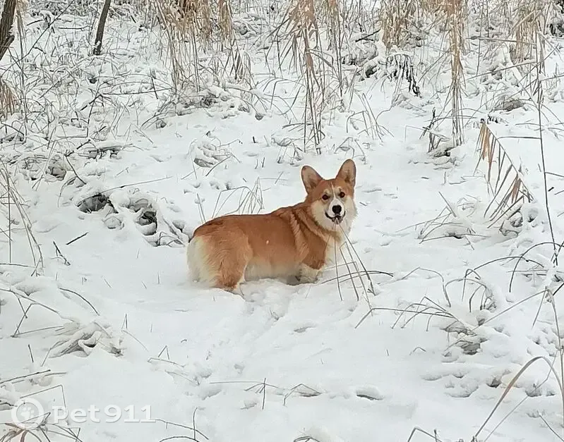 Пропала собака на ул. Калинина, Гулькевичи - photo