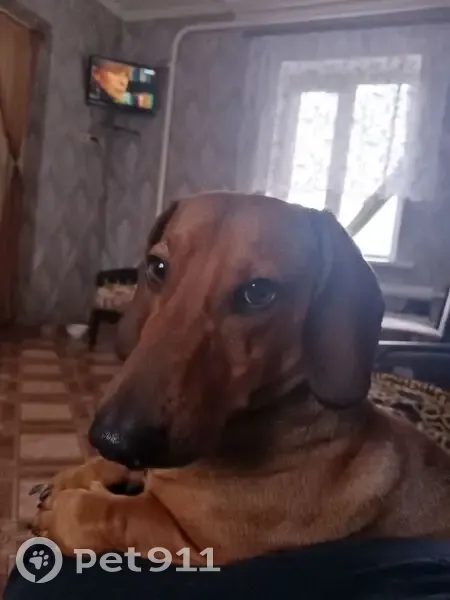 Пропала собака, Троицкое - photo