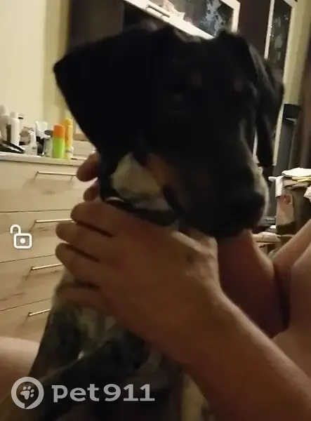 Пропала собака, ул. Гагарина 32, Невинномысск - photo