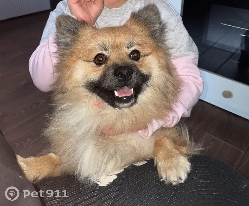 Пропала собака, ул. Каменская, Каменск-Уральский - photo