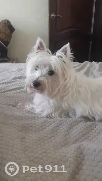 Пропала собака, Орехово-Зуево - photo