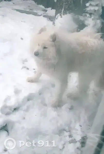Пропала собака, район Петина-Гагарина - photo