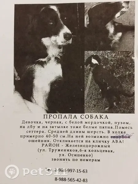 Пропала собака, Ростов-на-Дону - photo