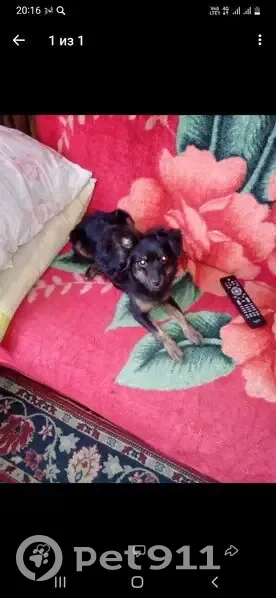 Пропала собака, ул. Новаторов, 15 - photo