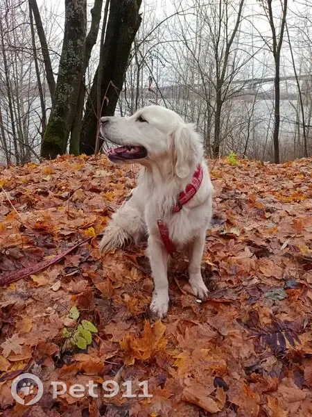 Пропала собака, Великий Враг - photo