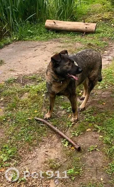 Пропала собака, Солнечногорск - photo