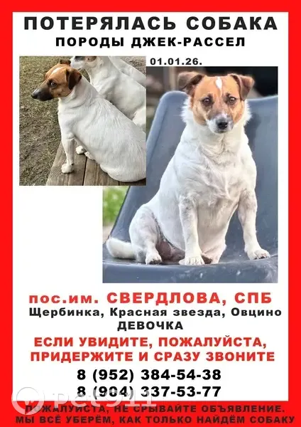 Пропала собака, имени Свердлова - photo