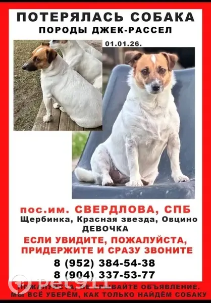 Пропала собака, имени Свердлова - photo