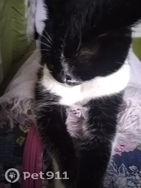 Пропала кошка Матильда, Белгород, ул. 8 Марта - photo