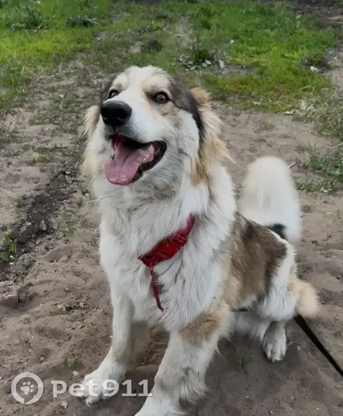 Пропала собака, Самара - photo