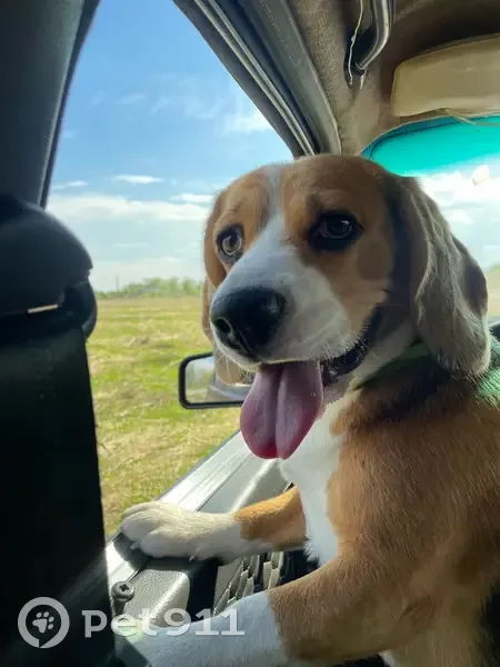 Пропала собака, ул. Близниной, 14, Арх. - photo