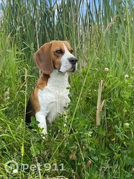 Пропала собака, ЛМС - photo