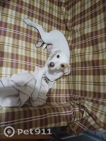 Пропала собака, Омск, 5-я Ленинградская, 47 - photo