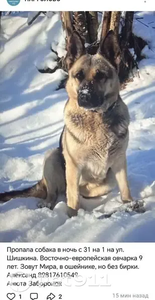 Пропала собака, Парголово - photo