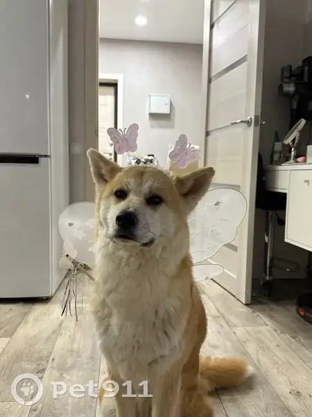 Пропала собака, Лаишево - photo