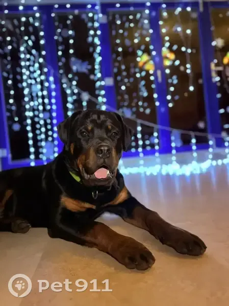 Пропала собака, Парголово - photo