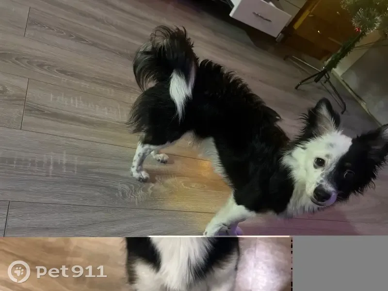 Пропала собака, Богородское - photo