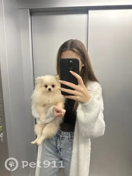 Пропала собака, Краснодар - photo