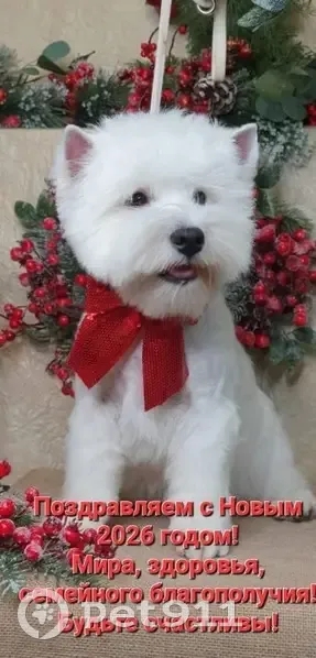 Пропала собака, Одинцово - photo