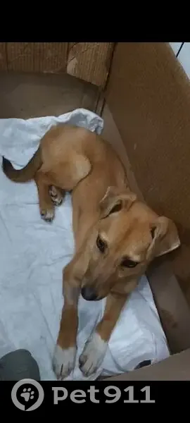 Пропала собака, Зеленчукская - photo