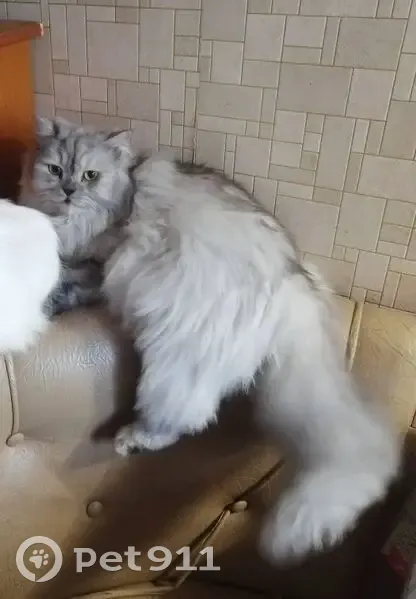 Пропала кошка, Сергиев Посад - photo