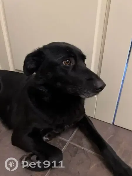 Пропала собака, Новая Казмаска - photo