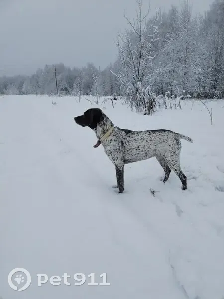 Пропала собака, Самсоновское - photo