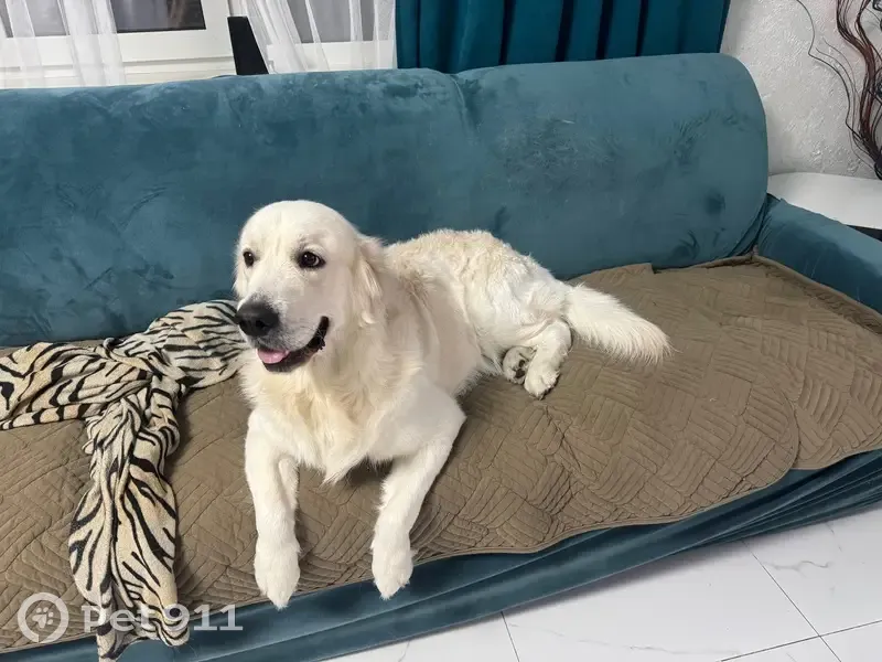 Пропала собака, Тамбов - photo