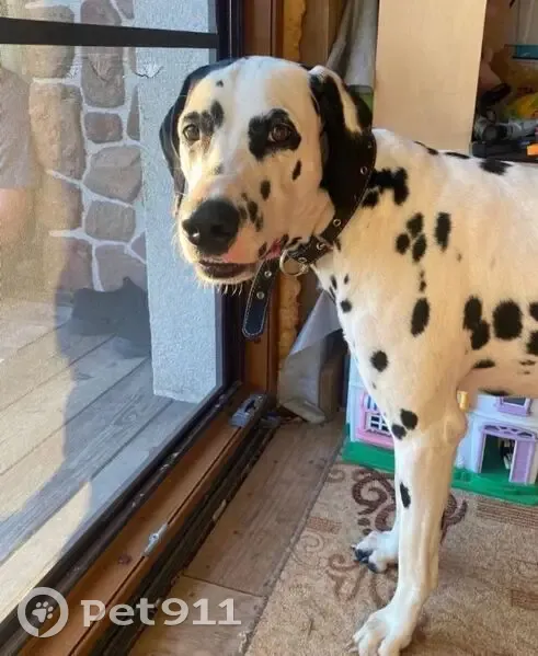 Пропала собака, Лобня - photo