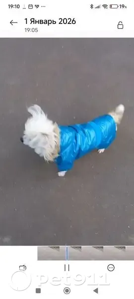 Пропала собака, Новочебоксарск - photo