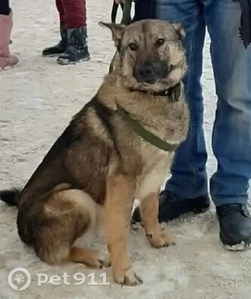 Пропала собака, Промышленная ул., Краснокамск - photo