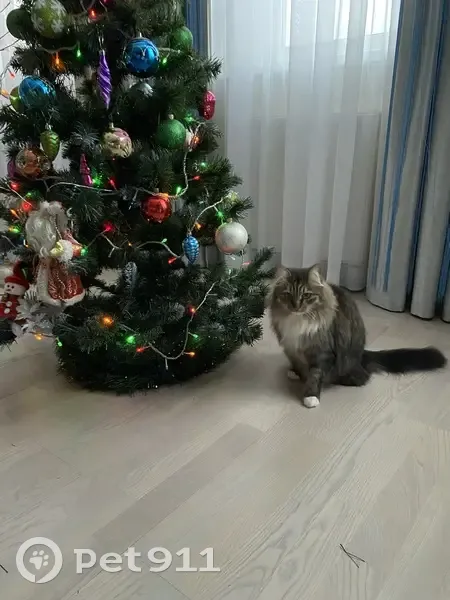 Пропала кошка, Дмитров - photo