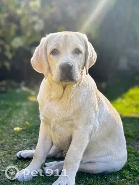 Пропала собака, Липецк - photo