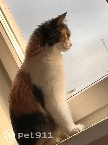 Пропала кошка, Москва - photo