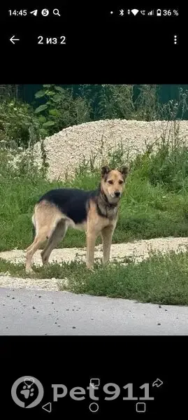 Пропала собака, Липецк - photo