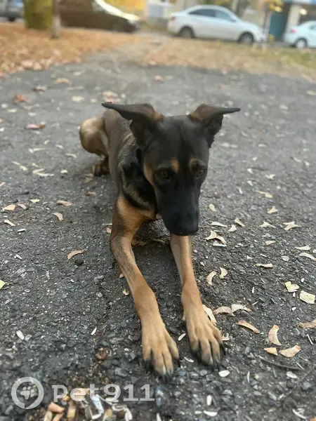 Пропала собака, Тополиная ул. 42, Тольятти - photo