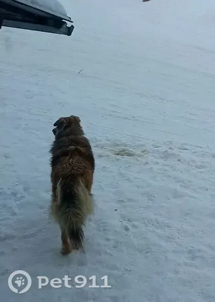 Пропала собака, Петрозаводск - photo