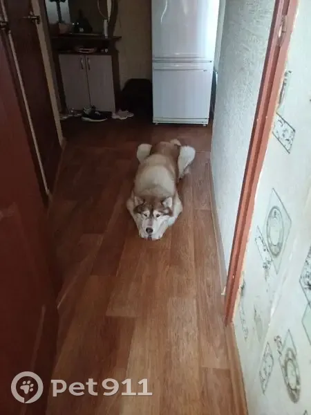 Пропала собака, Новочебоксарск - photo