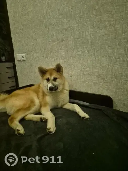 Пропала собака, Саратов - photo