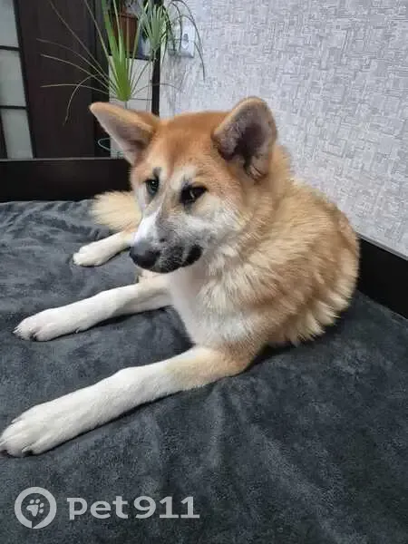 Пропала собака, Саратов - photo