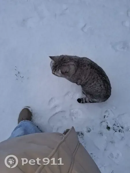 Пропала кошка, Спортивная ул., Кочорский - photo