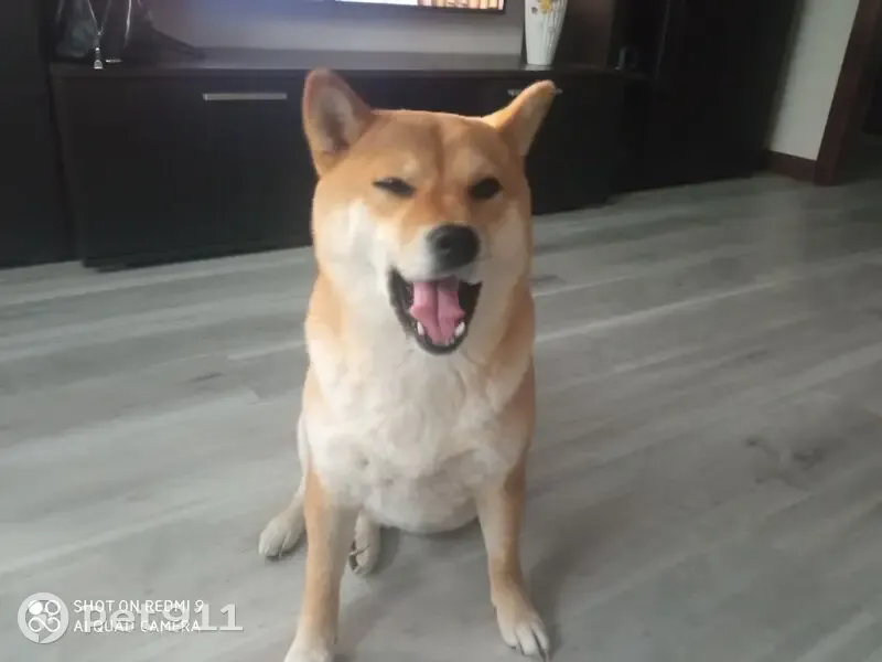 Пропала сиба-ину, Новая ул. 7, Мурмаши - photo