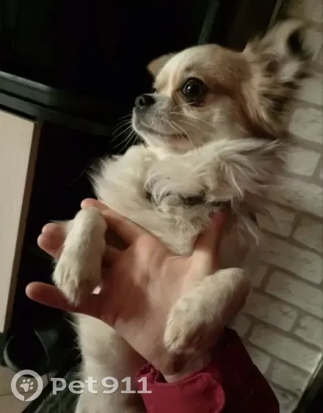 Пропала собака, Подольск - photo