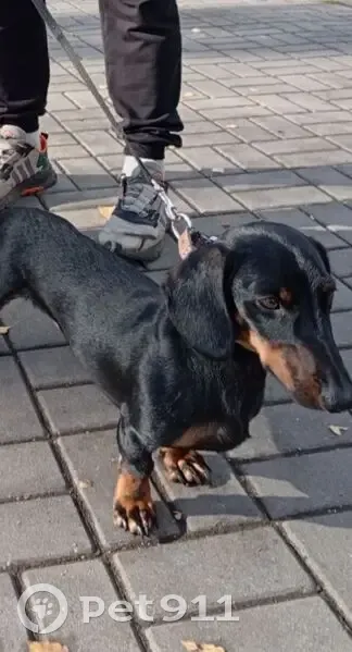 Пропала собака, Богородицк, Тула - photo